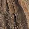 Напольная плитка «Primavera» Richter High Glossy 60x60 GR104 brown, фото №1